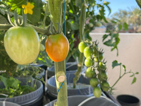 היתרונות של גידול ירקות בהידרופוניקה