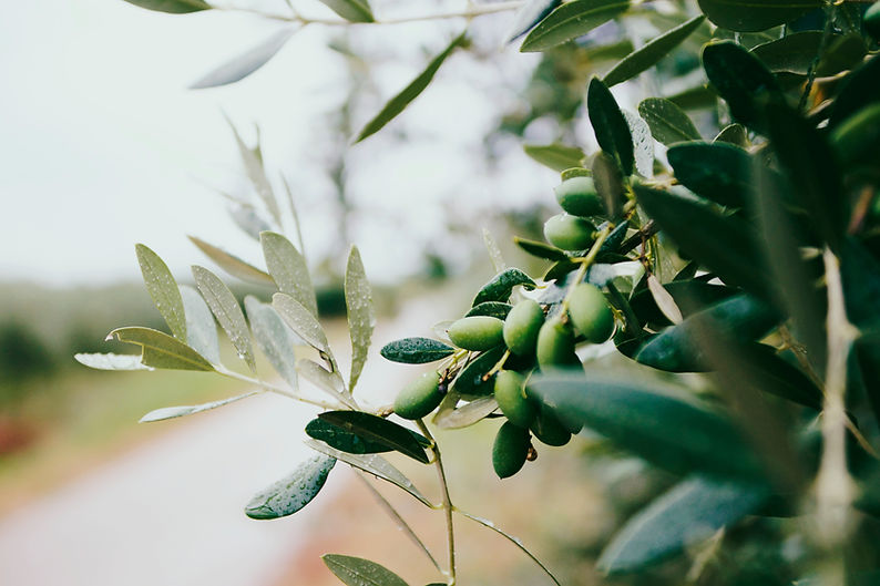 Boutique financial planning and investment advisory – Olea Finance