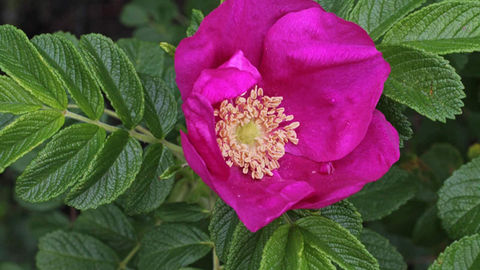 Rosa-rugosa.jpg