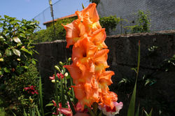 Gladiolo "Beauty Orange"