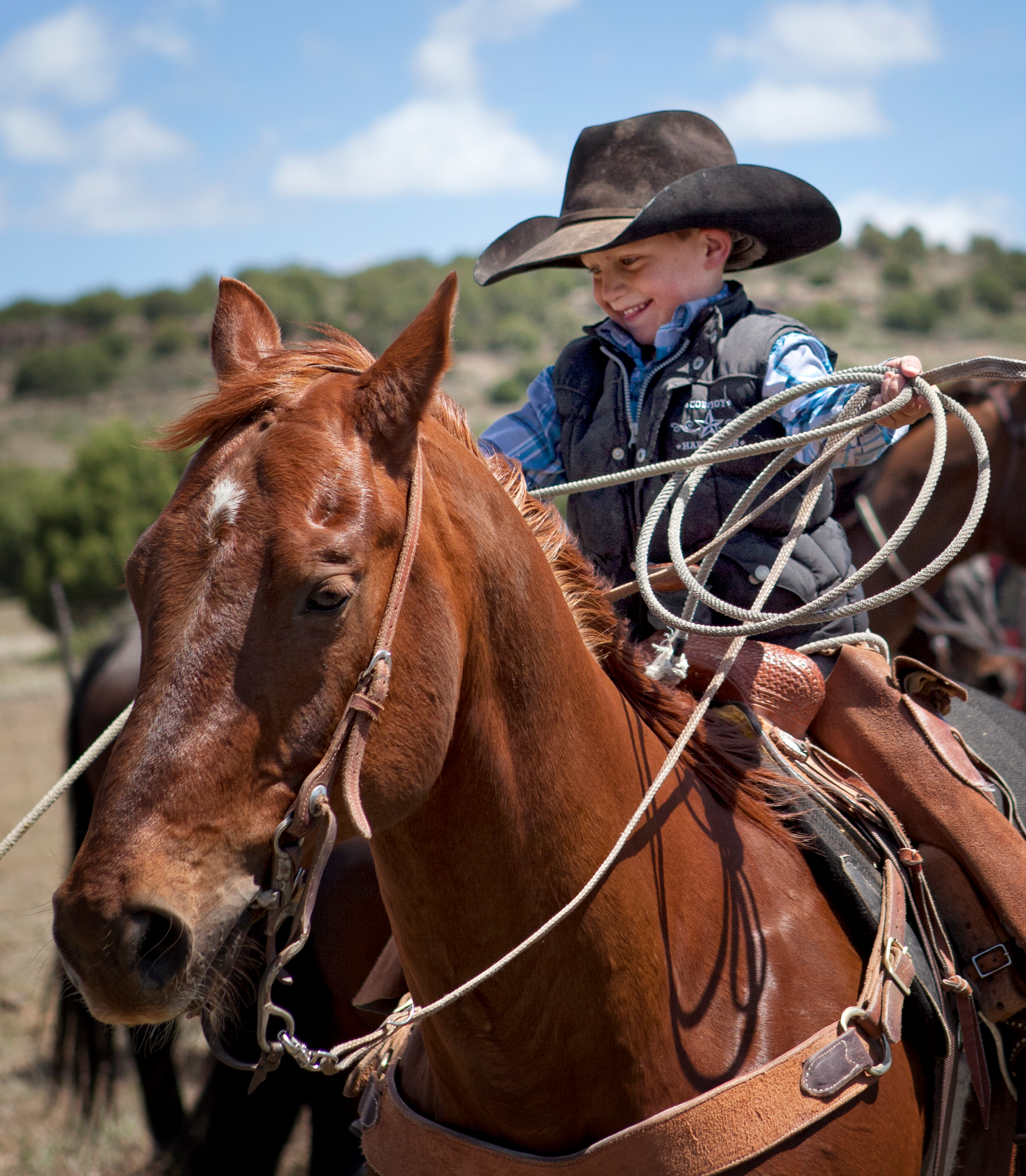 Prescott, Arizona, cattle ranch, Horse and cattle sales, Campwood cattle ranch, Prescott, AZ, livestock, Arizona ranch animals, Campwood horse sales, Cattle for sale, Arizona ranching, Prescott horse and cattle ranch, Campwood ranch in Arizona