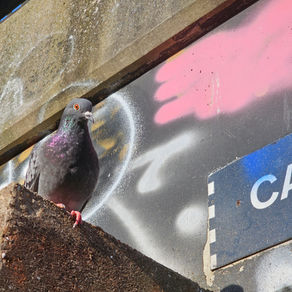 A pigeon sits on a concrete ledge in front of a spray-painted wall.