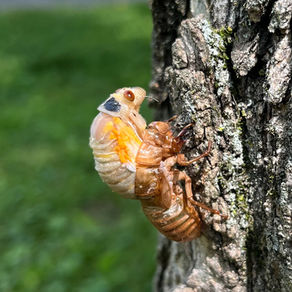 A cicada emerging from its previous form. 