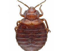 הדברת פשפש מיטה