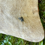 Thumbnail: Waxed Foraging Bag with Bark Tanned Leather