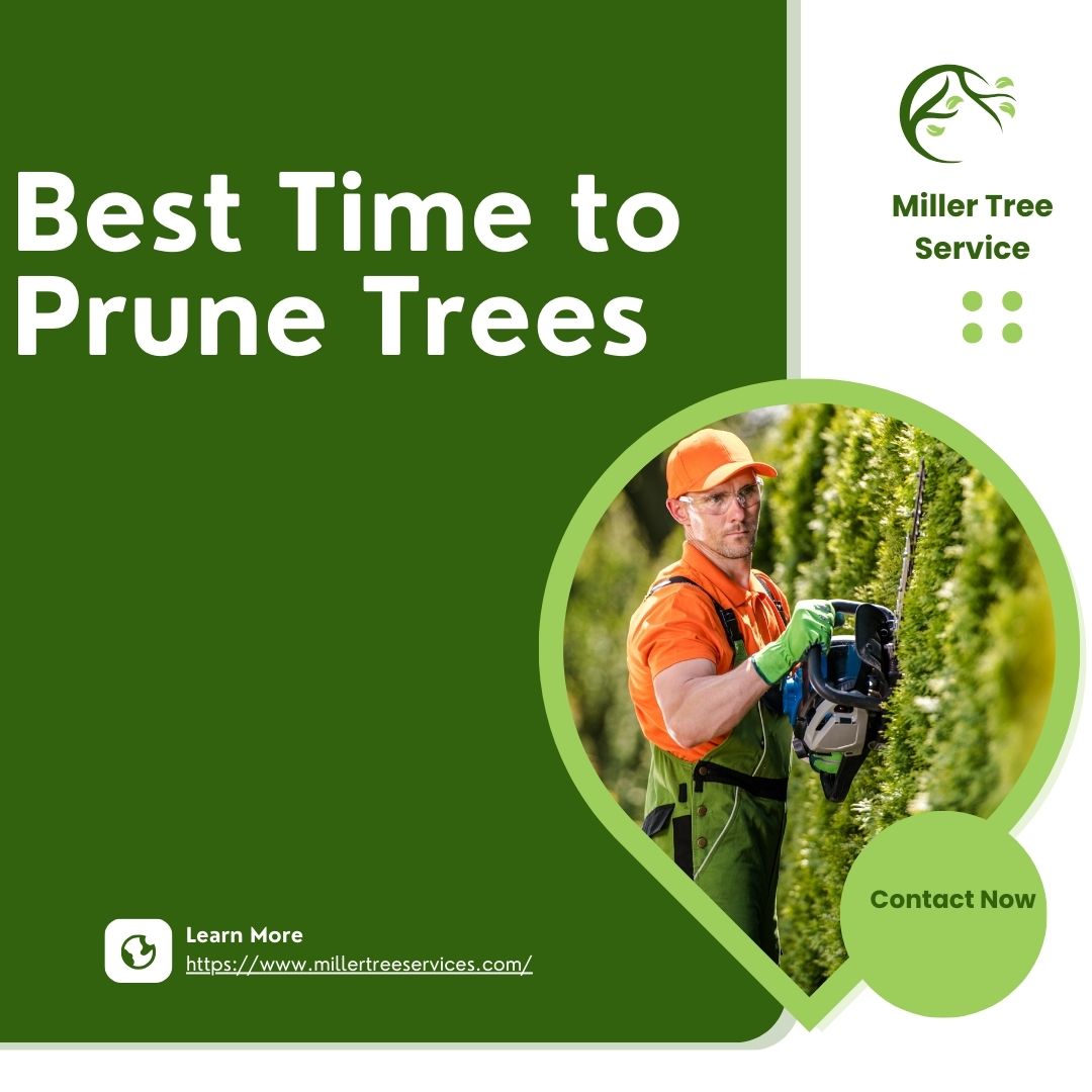 When is the Best Time to Prune Trees for Health?