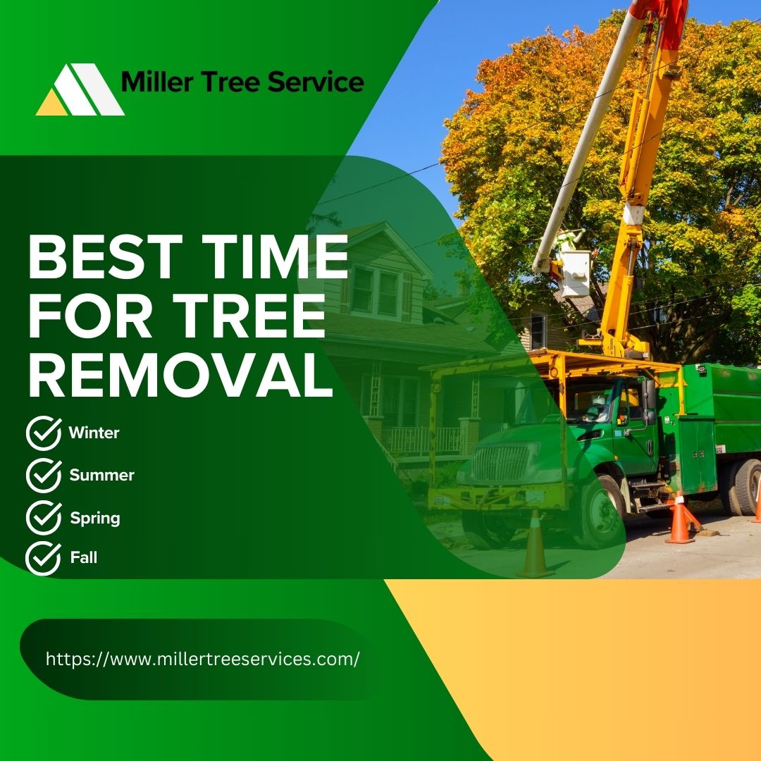 Miller Tree The Best Time for Tree Removal: Save Money & Time
