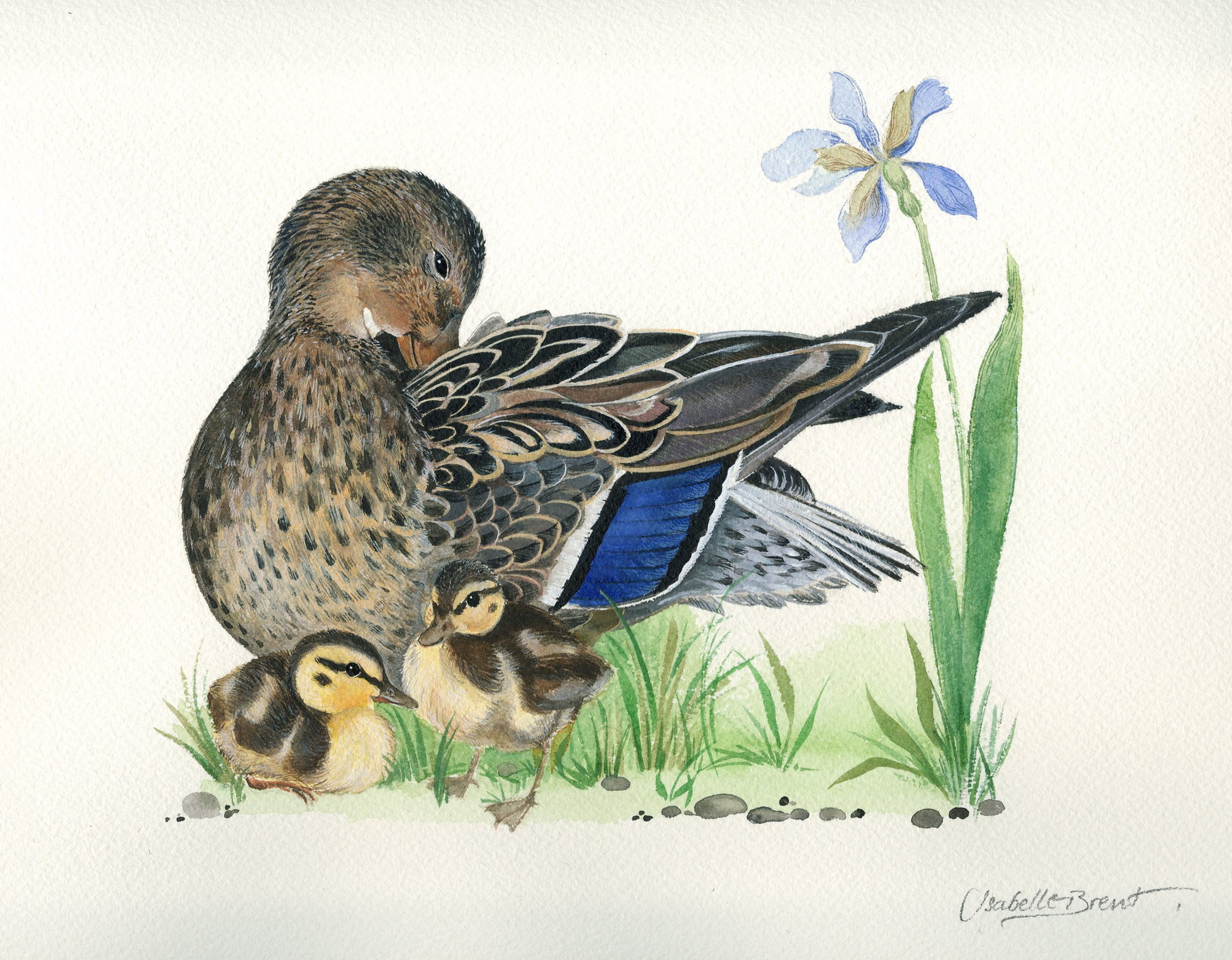 Mallard and Ducklings