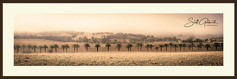 Seppeltsfield Road.jpg