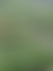 我递给你一朵花