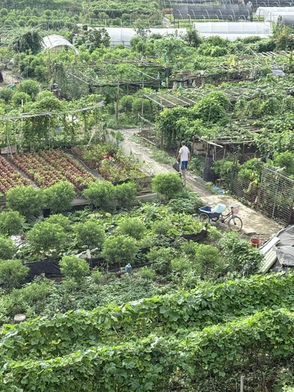 我递给你一朵花