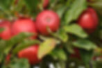 Apples