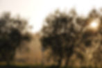 Early Morning La Macina.jpg