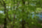 Charles River Beech Trees