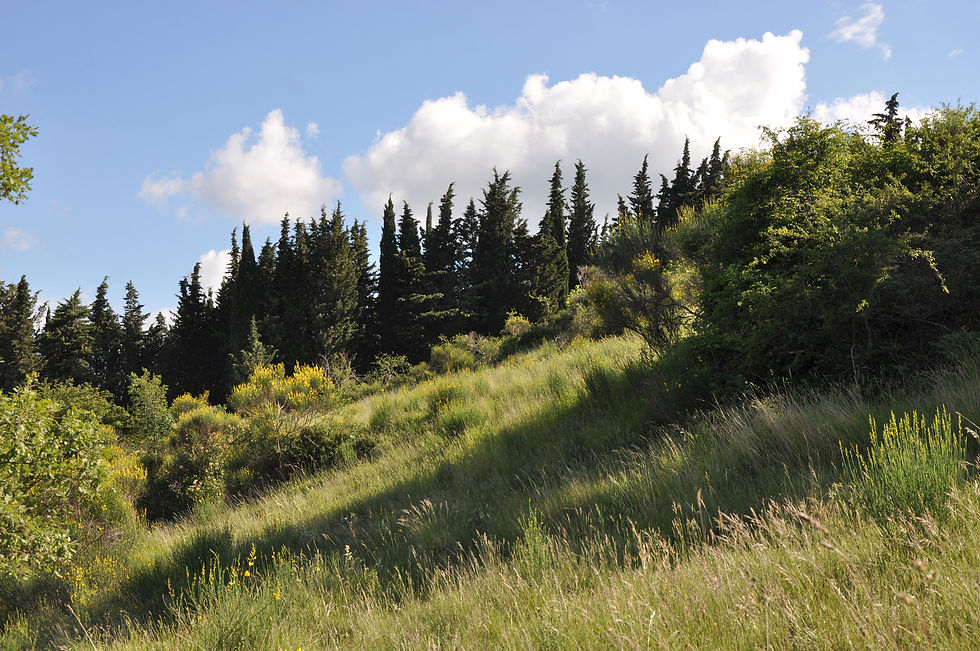 Chingale Field.jpg