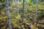 Birch Witch Hazel