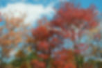 Fall Color