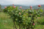 Queen Elizabeth Rose La Macina.jpg