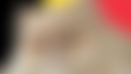 La Belgique restreint la reproduction des persans dans le cadre du bien-être animal