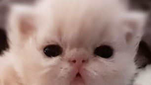 Reconnaitre le surtype chez le chaton persan dès son plus jeune age