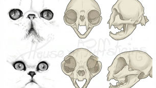 La déformation du crâne chez les persans extrêmes