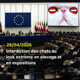 Le parlement Européen interdit les chats au look extrême