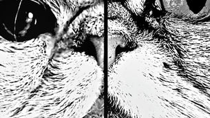 L'apparence du nez du persan dépend avant tout de son stop