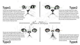 Identifiez les types de persans