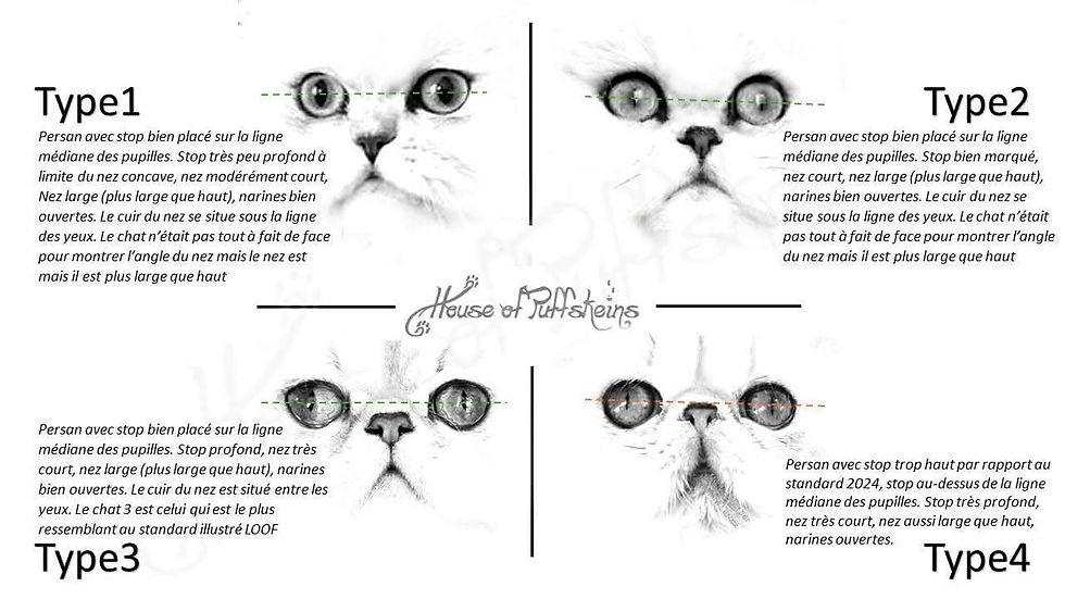 Les types de persans