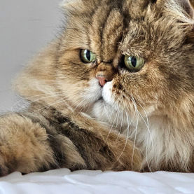 Adopter un chat persan : ce qu'il faut savoir avant de se lancer