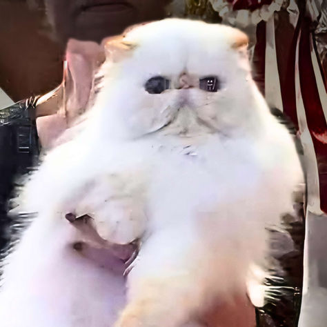 La part belle au surtype et aussi à l'hypertype à la spéciale de race de janvier 2025