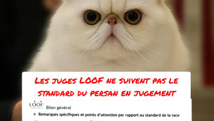 Les juges LOOF n'appliquent pas le standard sur les jugements de persans