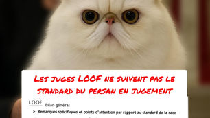 Les juges LOOF n'appliquent pas le standard sur les jugements de persans