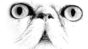 Reconnaître l'hypertype du persan et de l'Exotic Shorthair