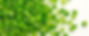 Raw Green Peppers