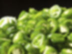 Raw Jalapenos