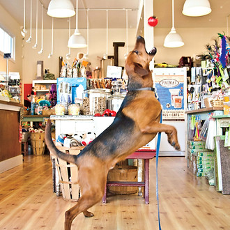 large brown dog jumping in the air to catch a ball in the store