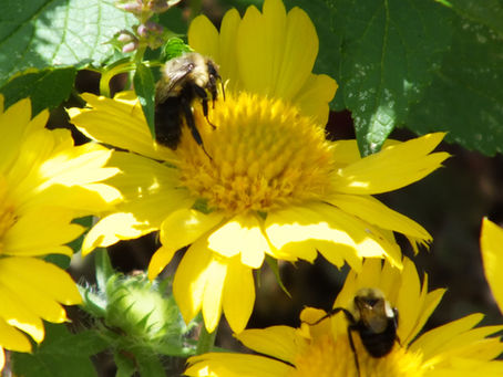 Spring of personal and interpersonal growth