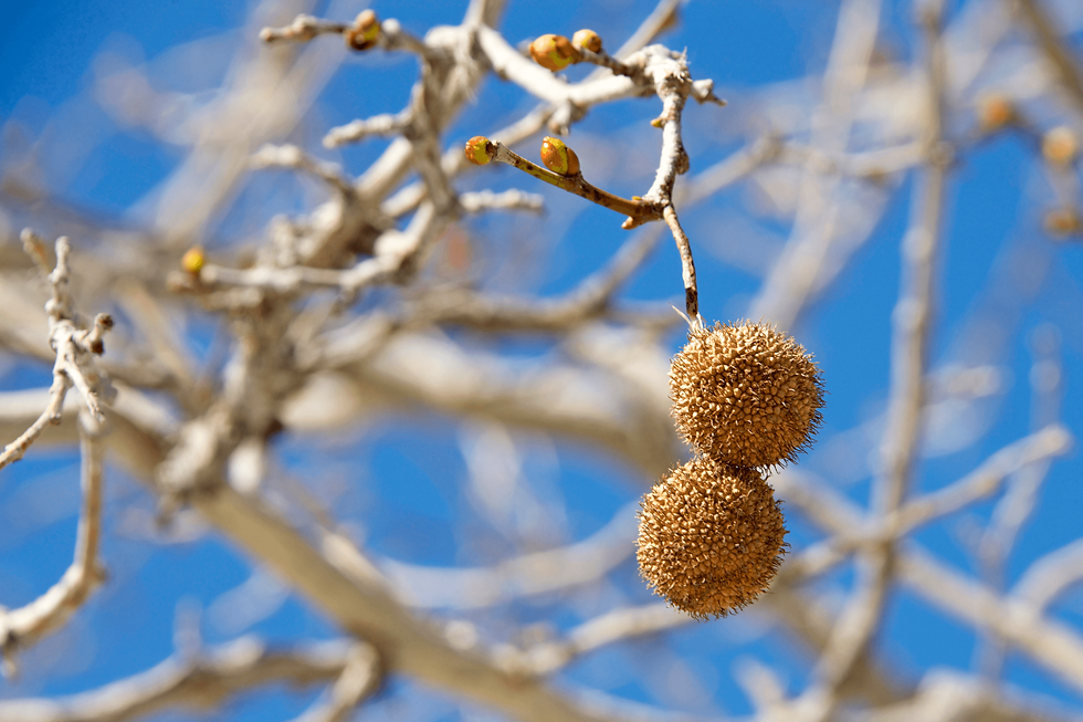 Sycamore balls