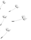 Semences aériennes en dispersion, évoquant le souffle créatif et le cycle vivant de la nature bohème.