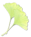lustration de feuille de ginkgo en aquarelle, symbole de délicatesse et de nature, utilisée comme élément décoratif.