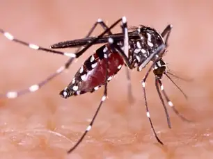 Nueva estrategia biológica busca reducir casos de dengue en Los Cabos