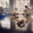Dog in Eventbase office