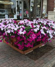 FOSTER FLOWERS 2.jpeg