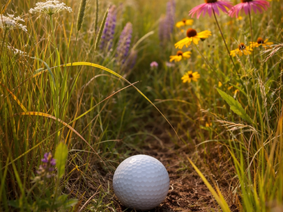 golf ball in quail habitat