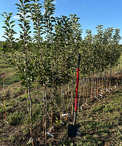 premium grade apple trees.jpg