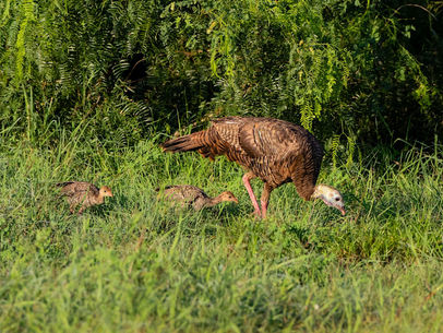 Are Wildlife and Cows compatible?