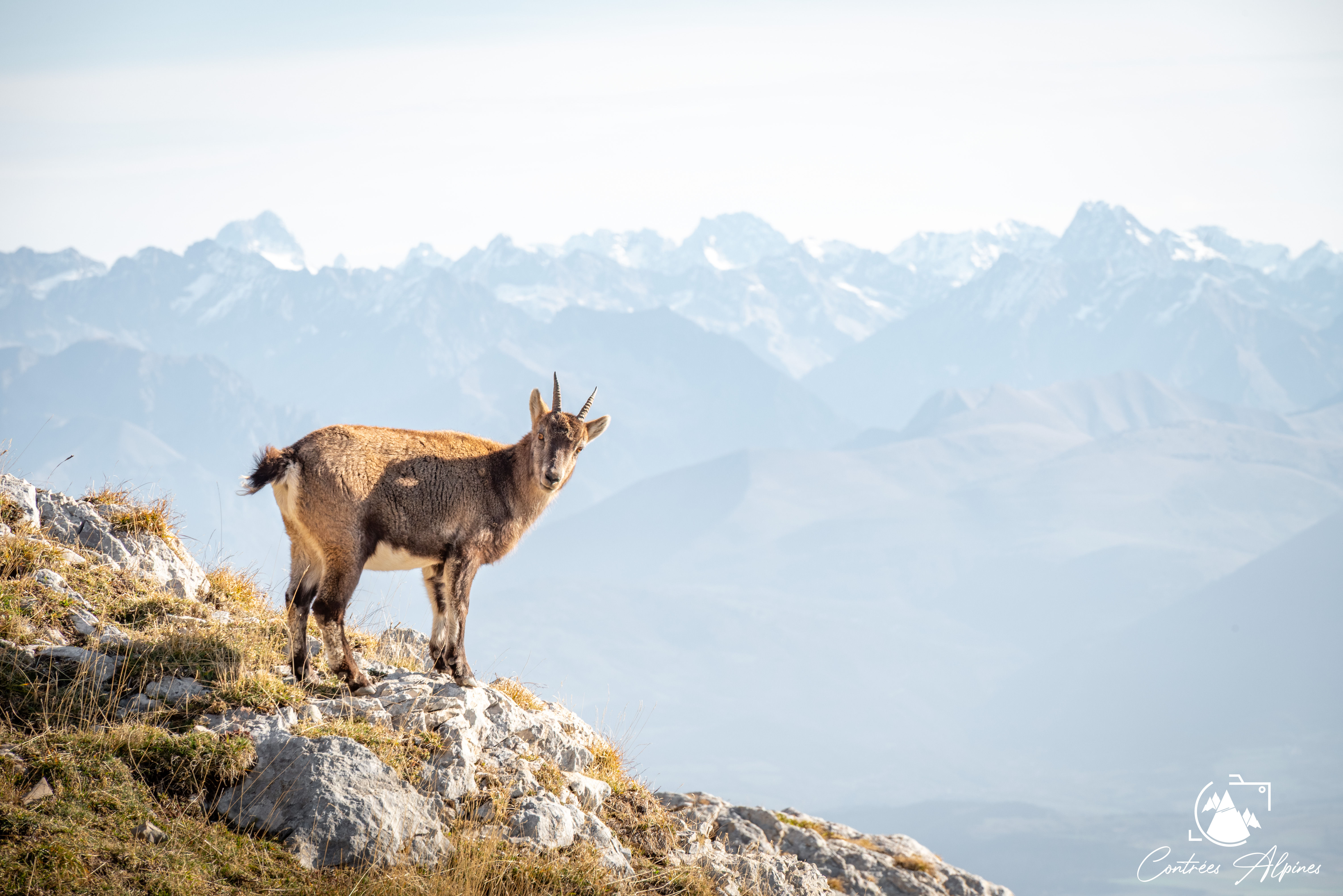 Bouquetin sur les flancs du Grand Veymont