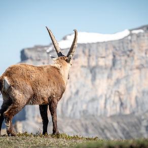 Au pays des bouquetins !