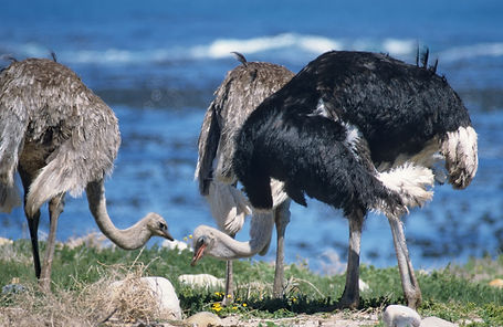 2240r ostrich cape.jpg